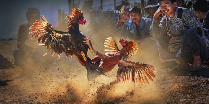 Banner www.anphufarm.com